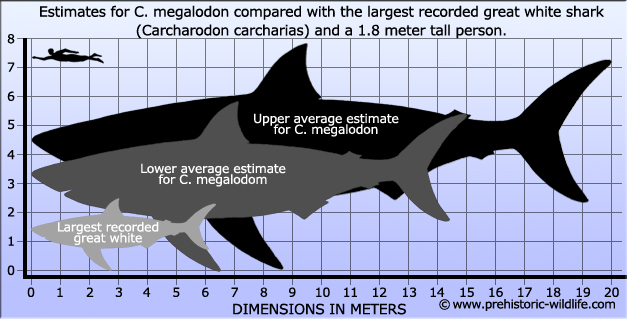 ฟันฉลามยักษ์เมกาโลดอน Megalodon 4.9" เกรด A ระดับโชว์ในพิพิธภัณฑ์ #MGT007
