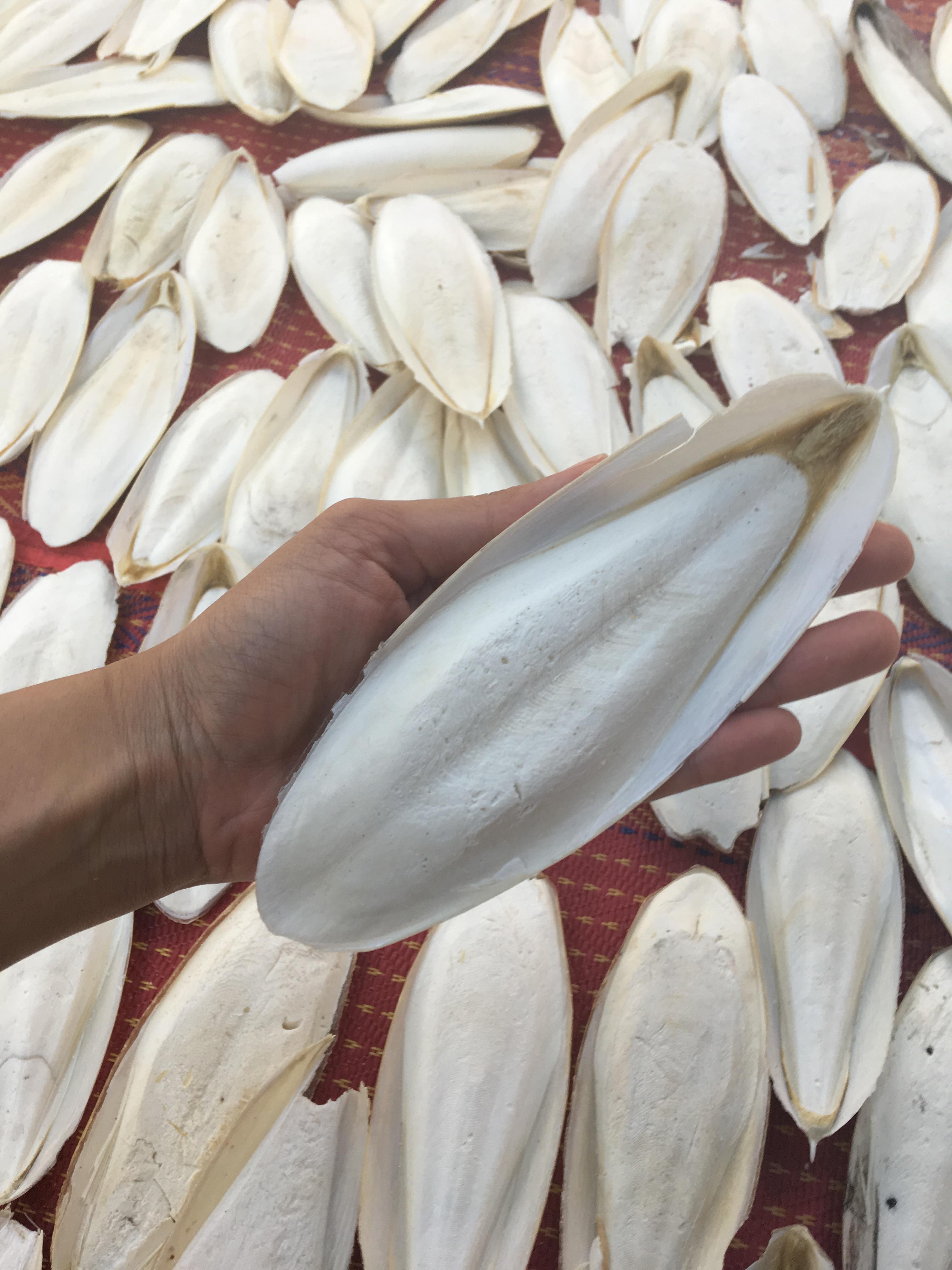 ลิ้นทะเลหรือกระดองปลาหมึก ขนาดใหญ่ 20 - 30 ชิ้น (ถุง 500 กรัม)