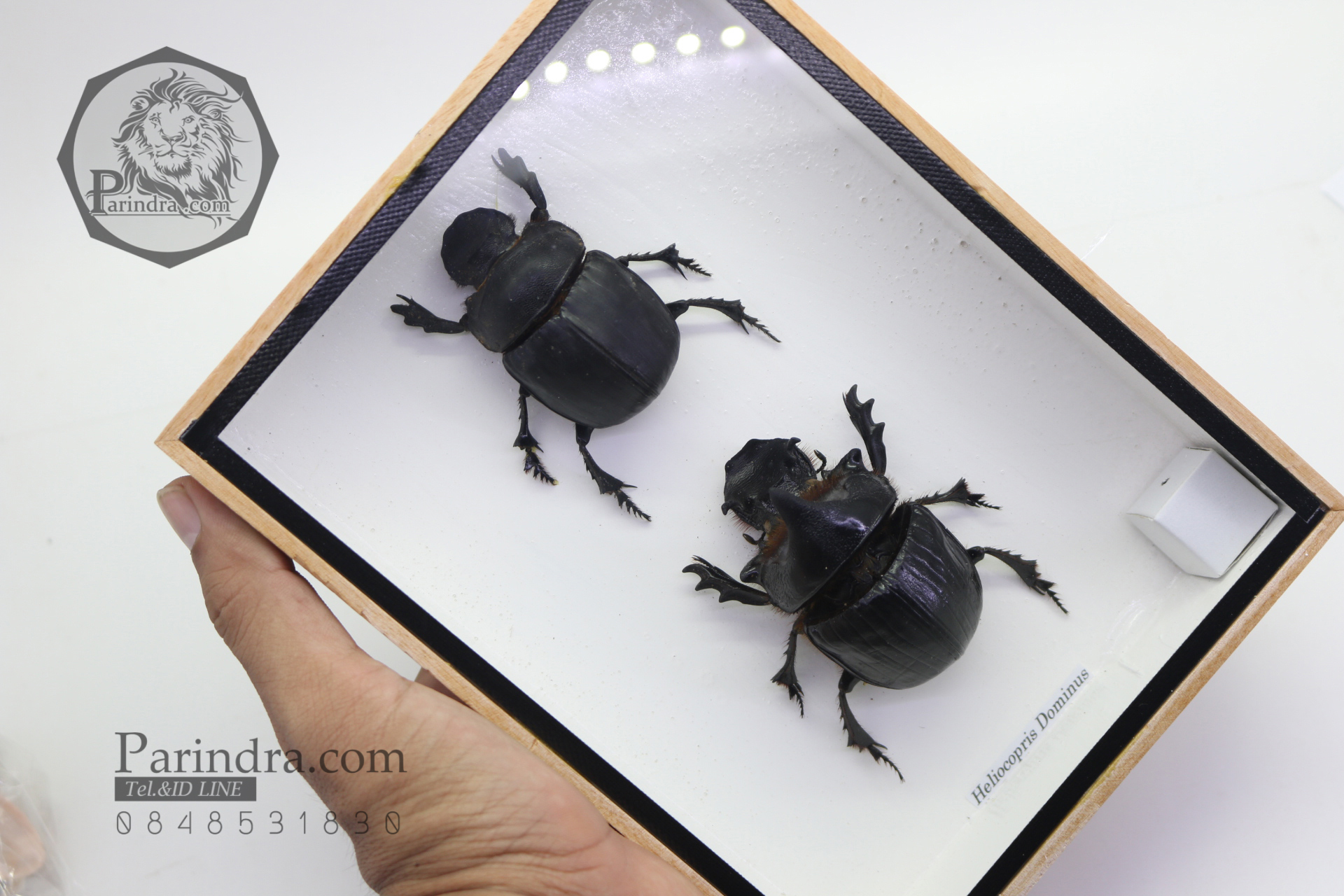 แมลงกุดจี่ยักษ์ ตัวใหญ่มาก แบบคู่ (Heliocopris dominus) ในกรอบไม้น้ำตาล สำหรับตั้งโชว์ ขนาด 6x8 นิ้ว