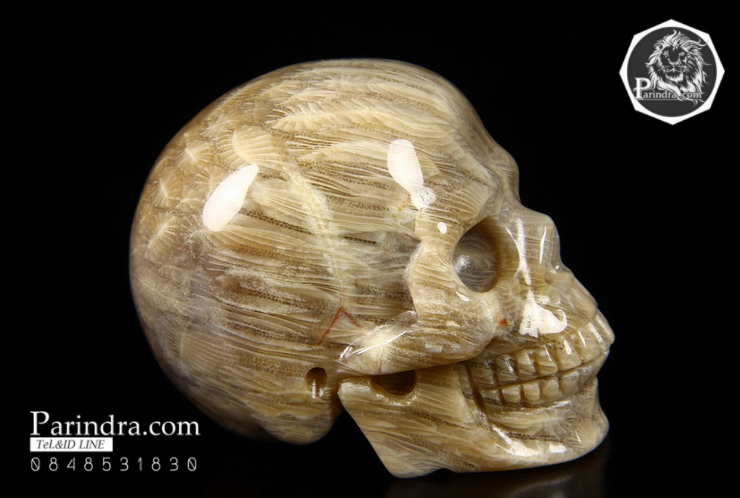 หินฟอสซิลปะการัง (Coral Fossil) แกะสลักรูปหัวกระโหลก ด้านหลังเหมือนก้อนสมอง #SKC000