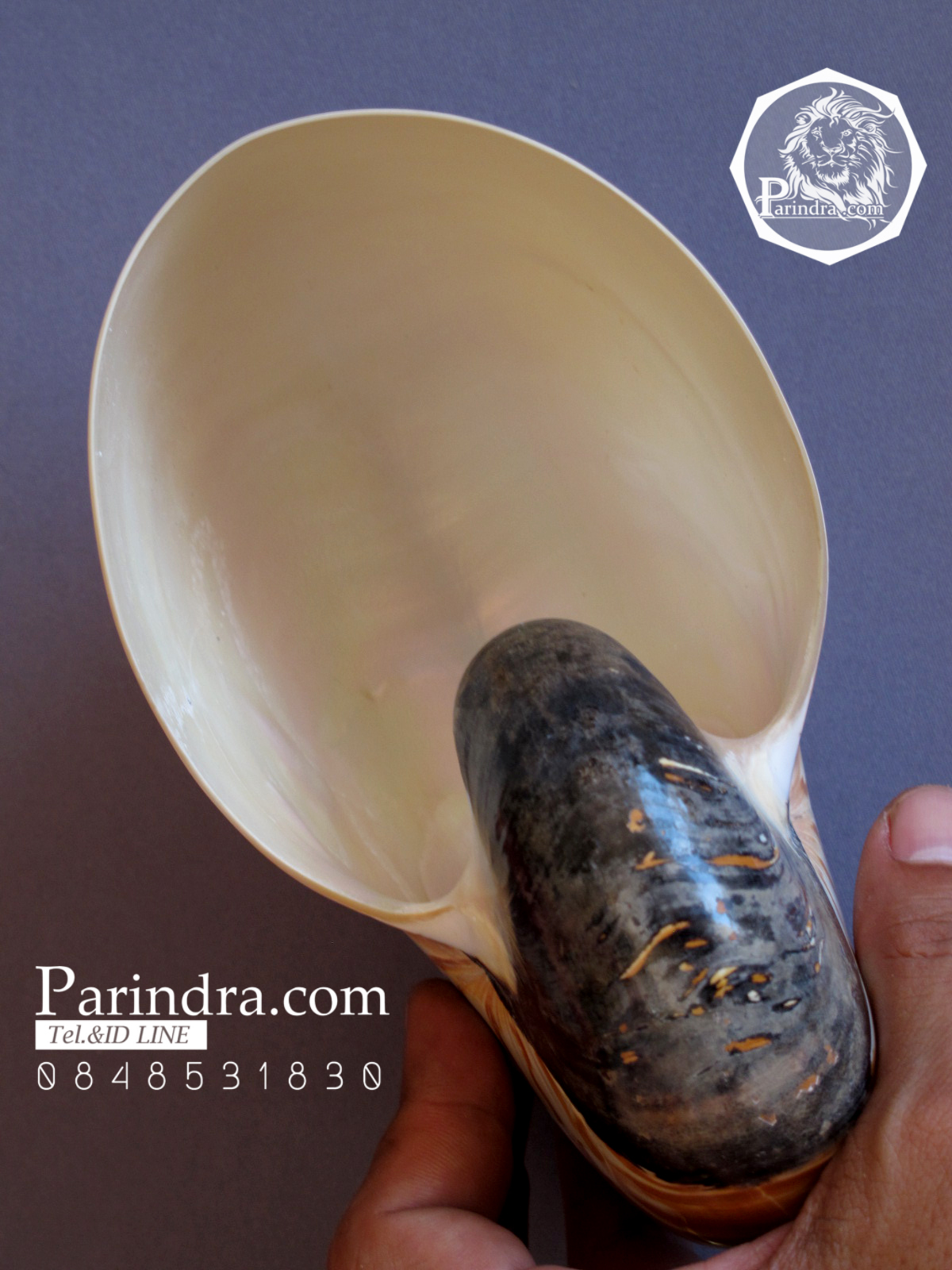 ขายเปลือกหอยงวงช้าง นอติลุส Nautilus pompilus ขนาด 6 นิ้ว NP004