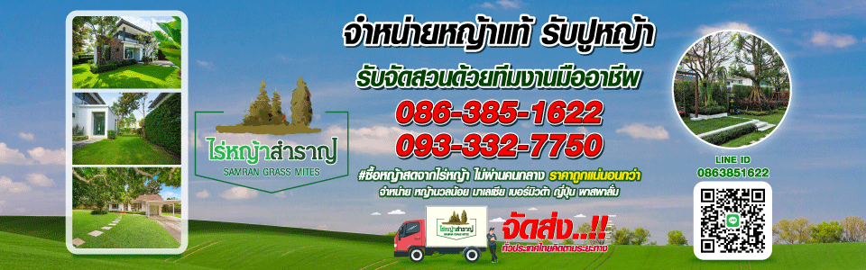 ไร่หญ้าสำราญ ขายต้นไทรเกาหลี ขายหญ้าสดทุกชนิด รับปูหญ้า จัดสวน จัดส่งจากไร่