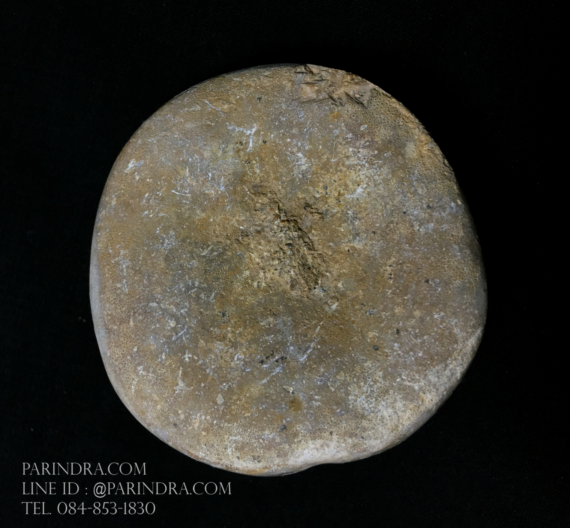 ฟอสซิล Sand Dollar FOSSIL Echinoid จาก Madagascar #SDF003