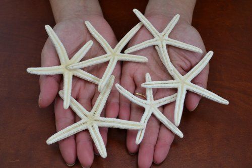 ปลาดาว สายพันธ์ ตัวผอมขนาด 4 นิ้วครึ่ง สวยคัดพิเศษ ใช้ในงานตกแต่ง ราคา 45 บาท