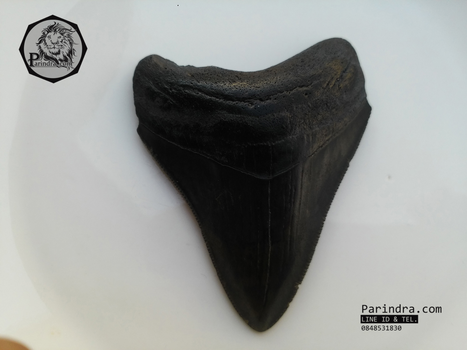 ฟันฉลามยักษ์เมกกาโลดอน Megalodon จาก South Carolina USA ขนาด 2 7/8 นิ้ว #MGT003