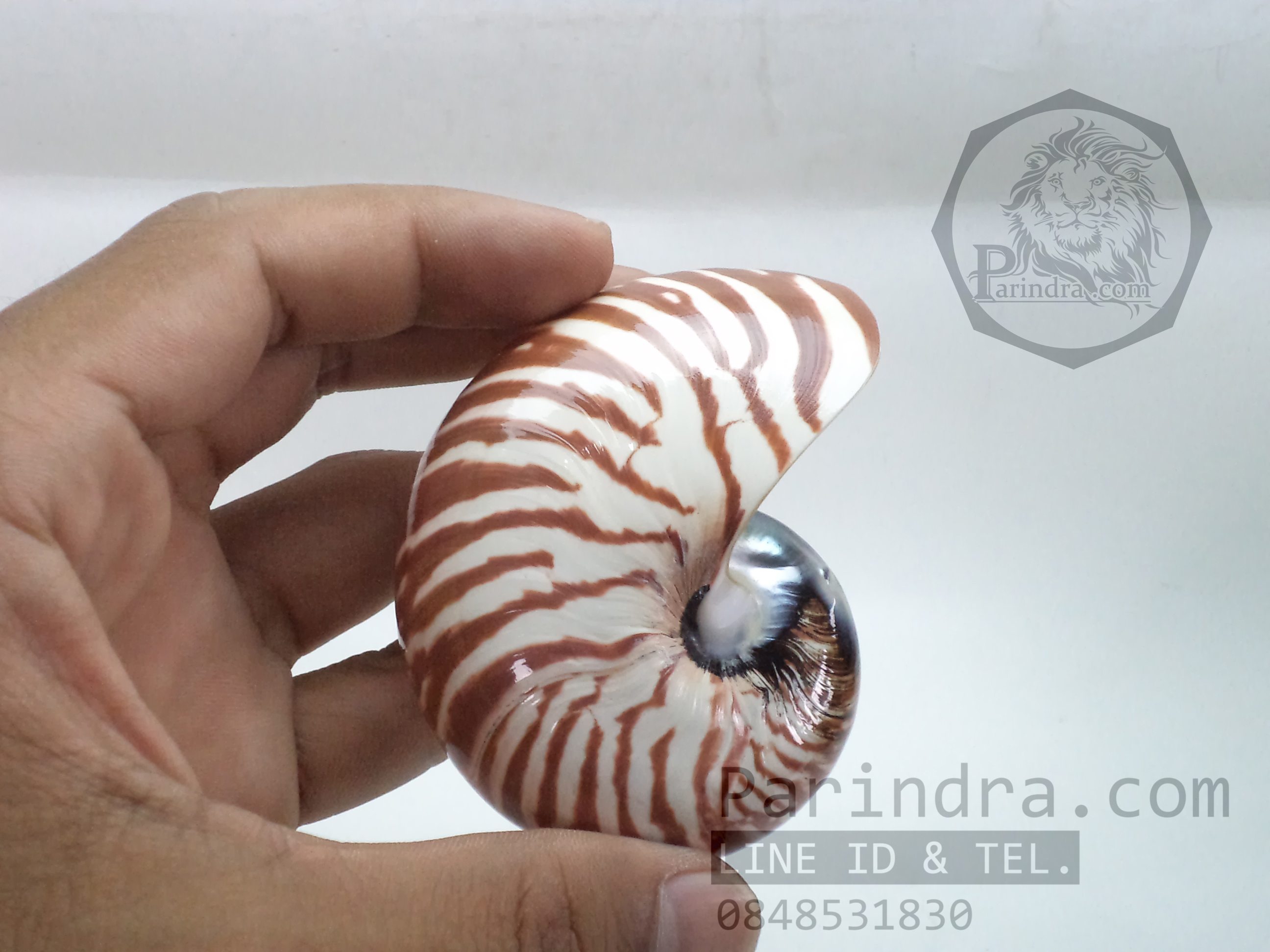เปลือกหอย นอติลุส หอยงวงช้าง ขนาดเล็ก ขนาด 3 นิ้ว ผิวสีธรรมชาติ 001