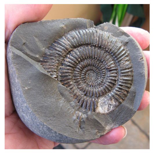 ฟอสซิลหายาก Ammonite ชนิด Zugodactylites braunianus.#AM018