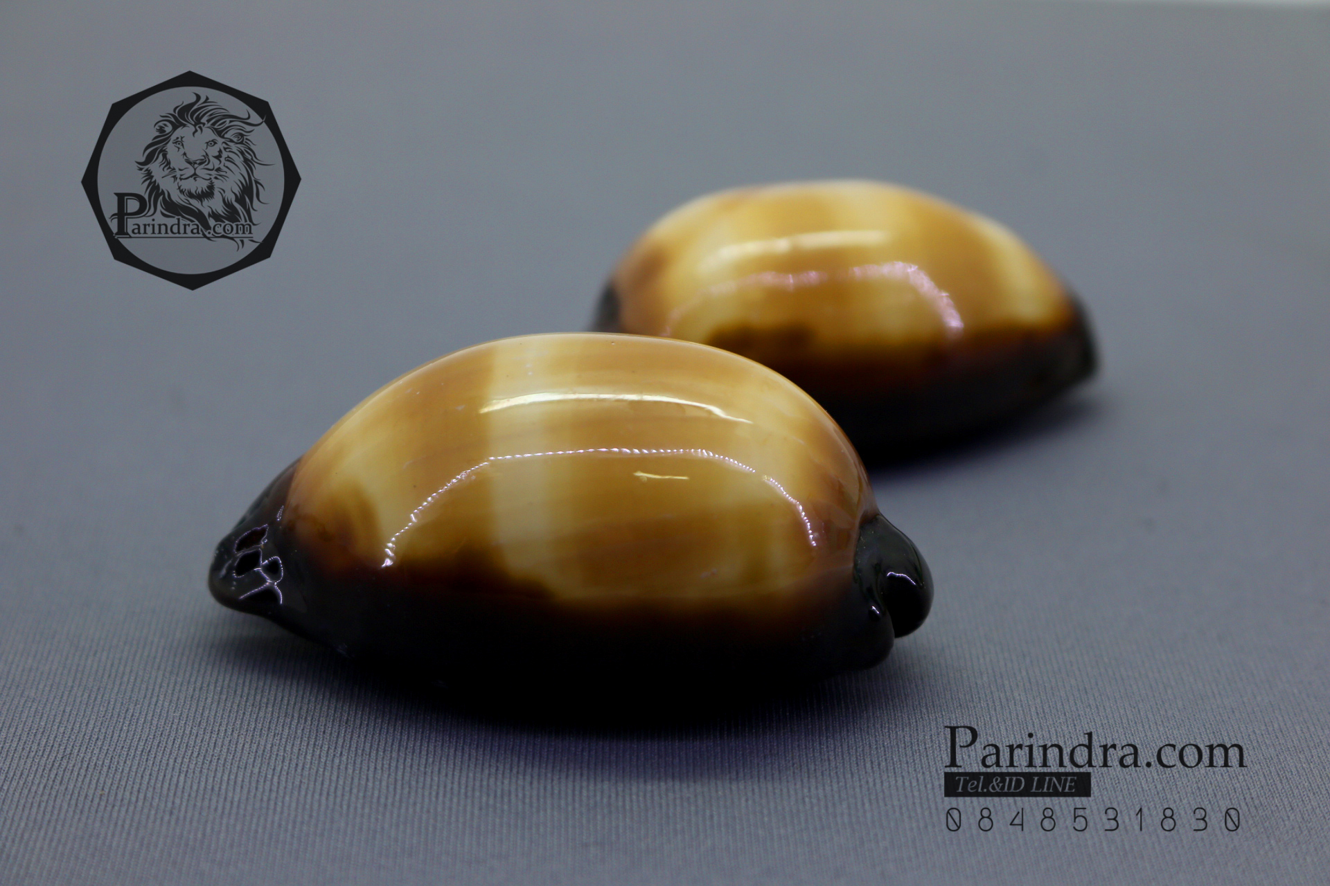 เปลือกหอยเบี้ยท้องดำ Mole Cowry (Talparia talpa) คละไซส์ ขนาดเฉลี่ยประมาณ 50 - 60 mm.