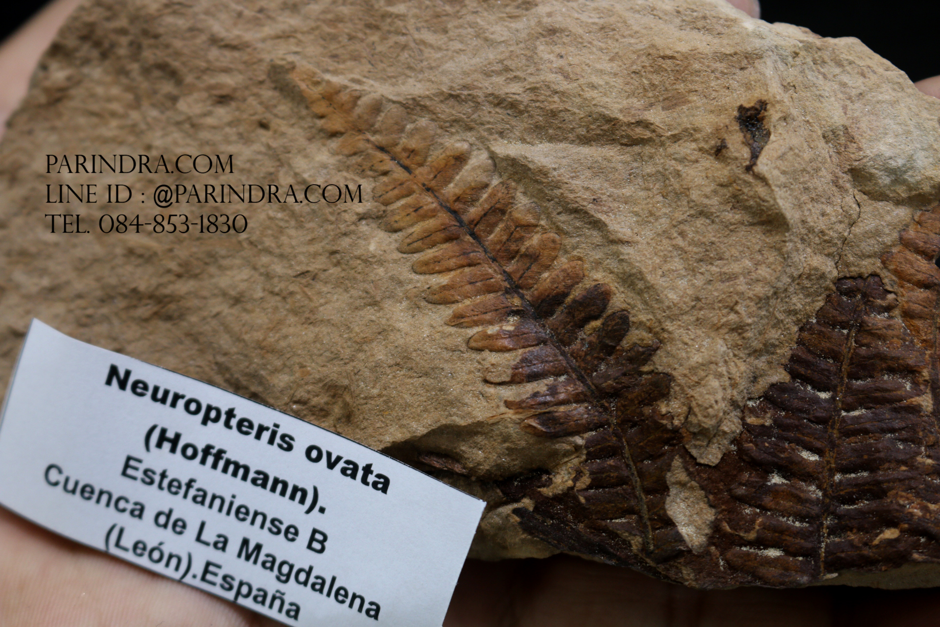 ฟอสซิลเฟิร์น ชนิด Polymorphopteris magdalenae จาก SPAIN #FRN006