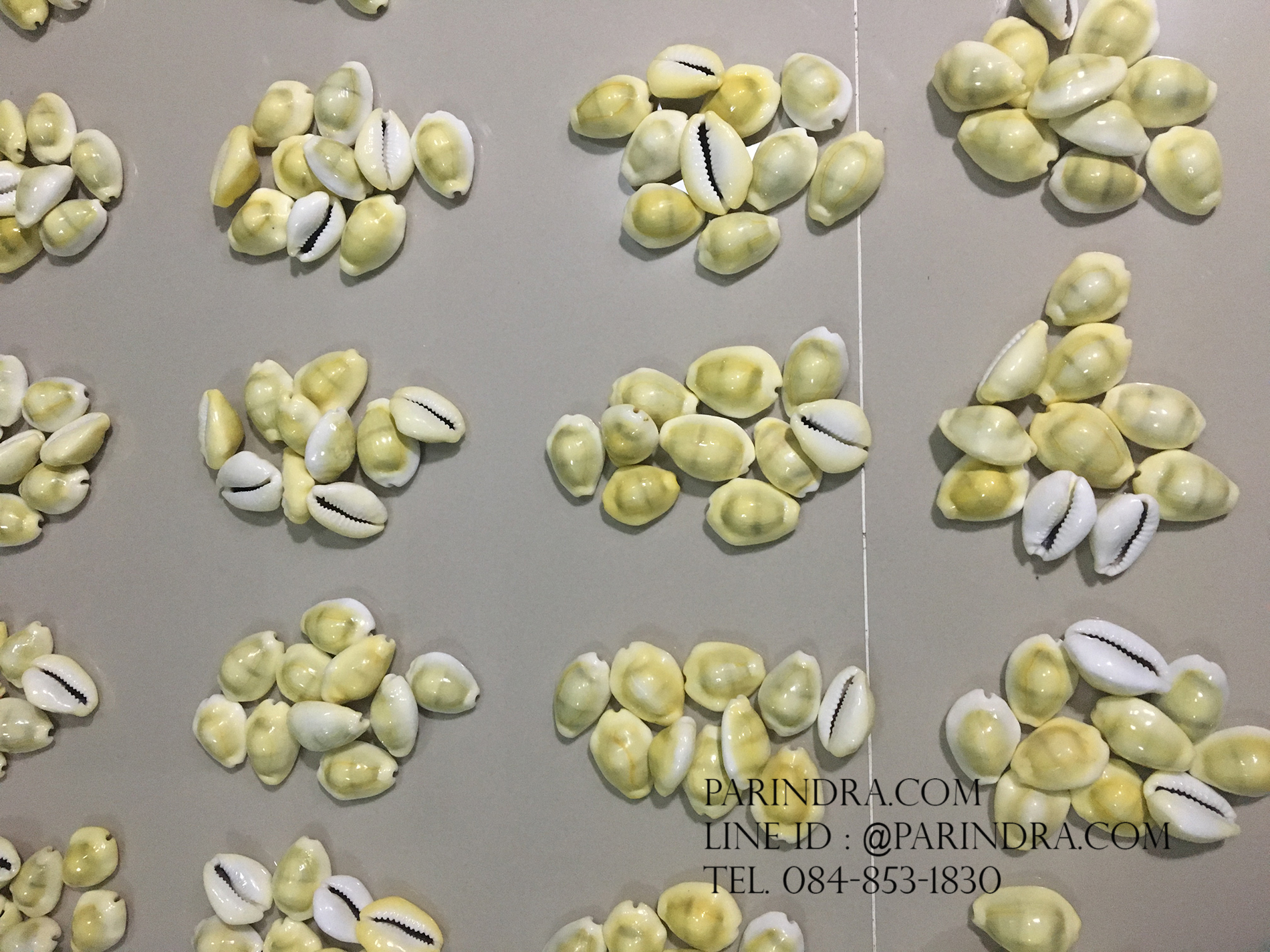 ขายเปลือกหอยเบี้ยจั๊กจั่น หอยเบี้ยจั่นแพ็คถุง 1 กิโลกรัม