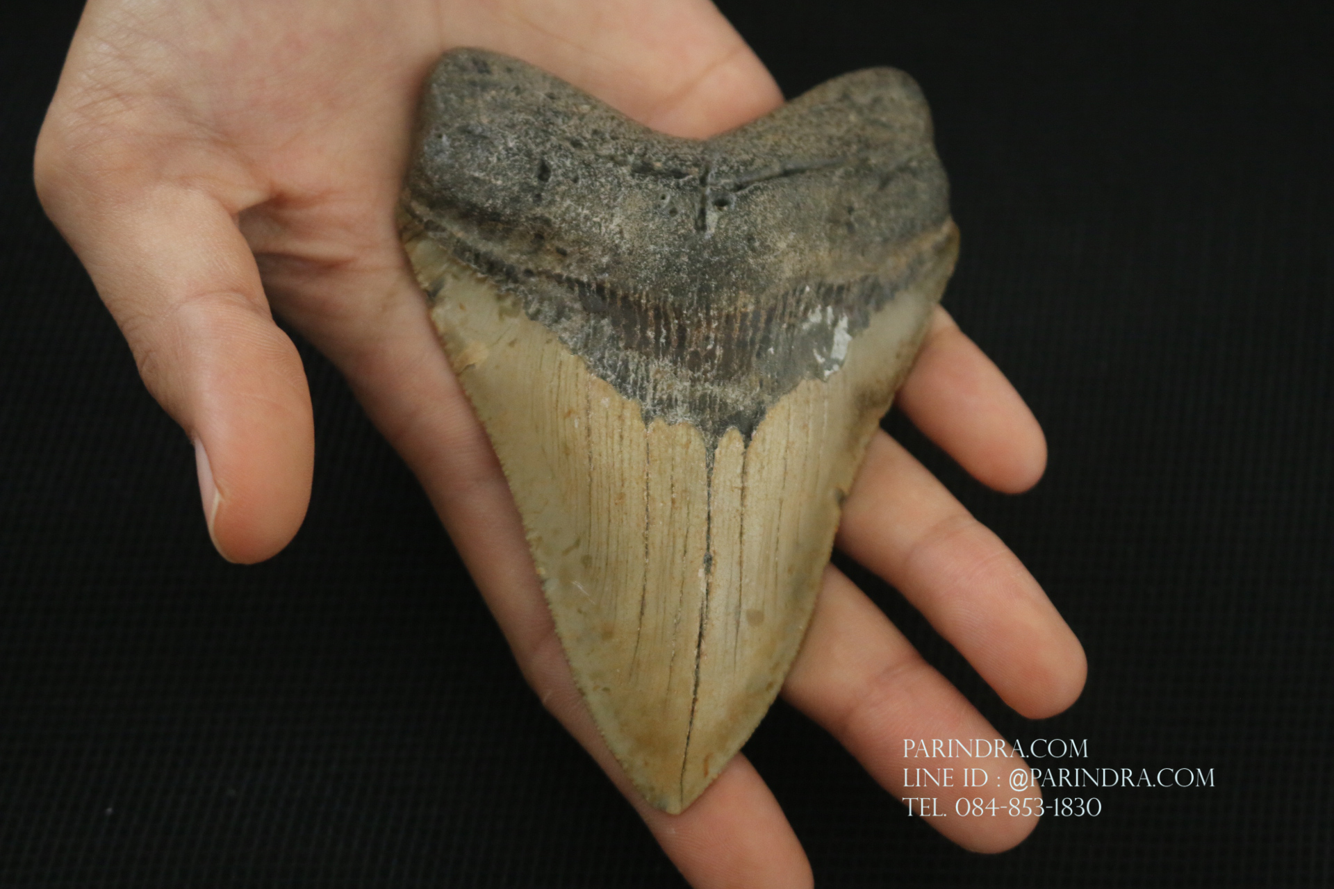 ฟันฉลามยักษ์เมกาโลดอน Megalodon ขนาด 4.45" #MGT008