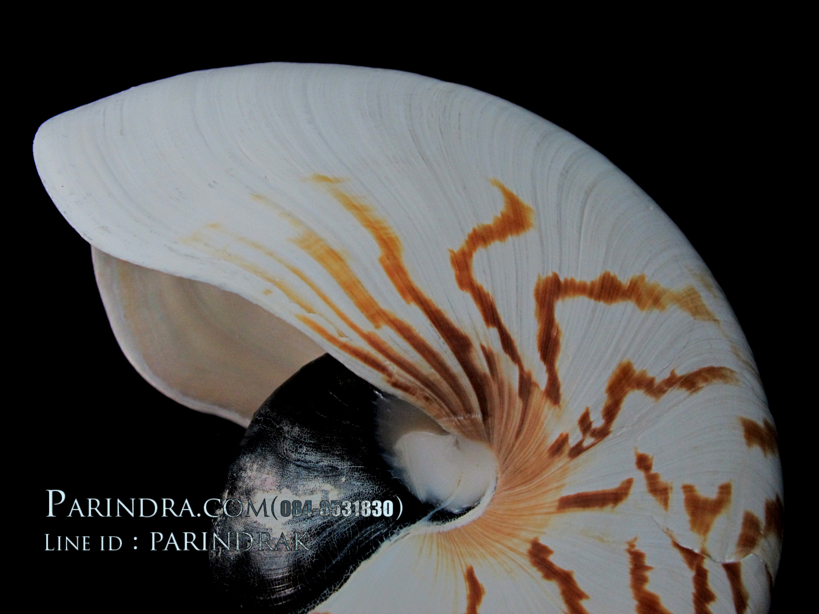 ขายเปลือกหอยงวงช้าง นอติลุส ขนาดใหญ่ 002