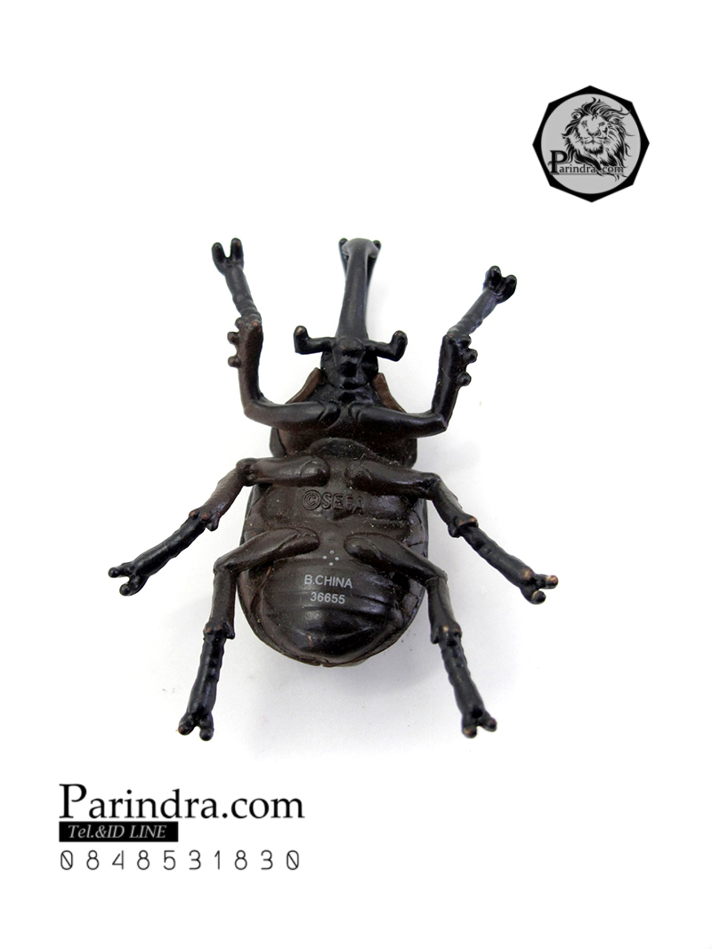 โมเดลด้วง