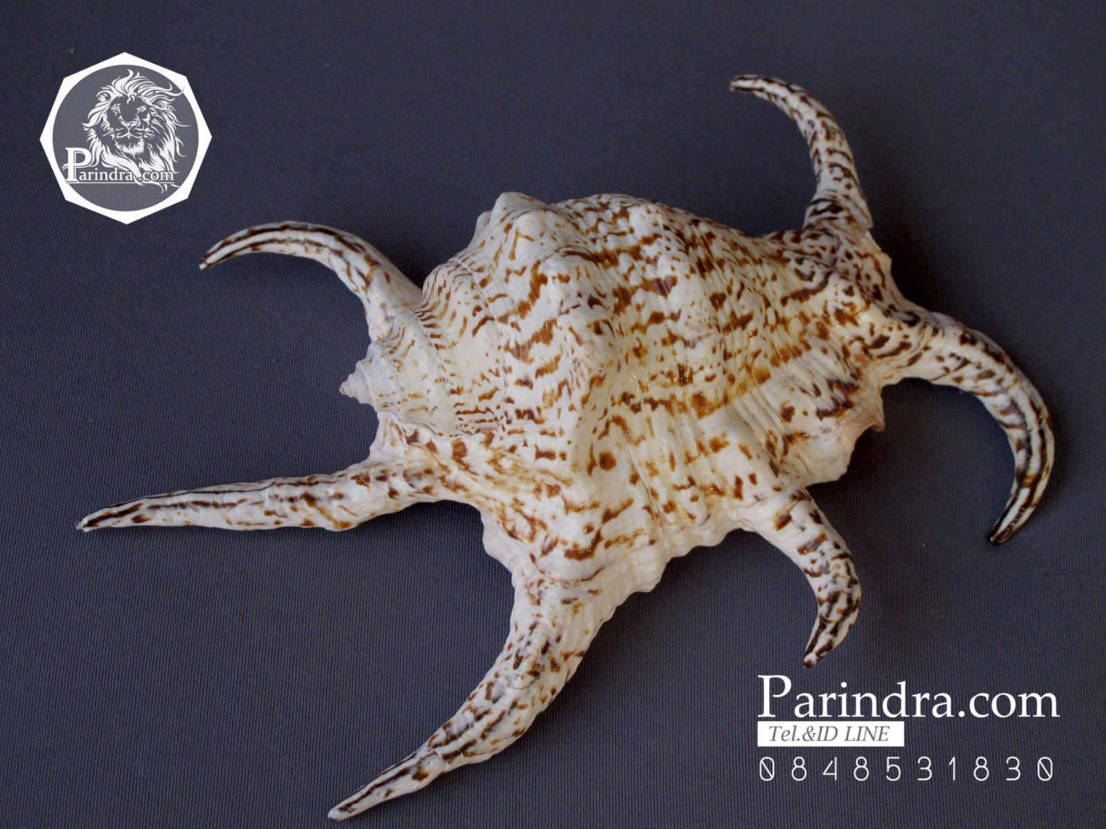 ขายเปลือกหอยจักรนารายณ์ Lambis chiragra สภาพสมบูรณ์ #LC007