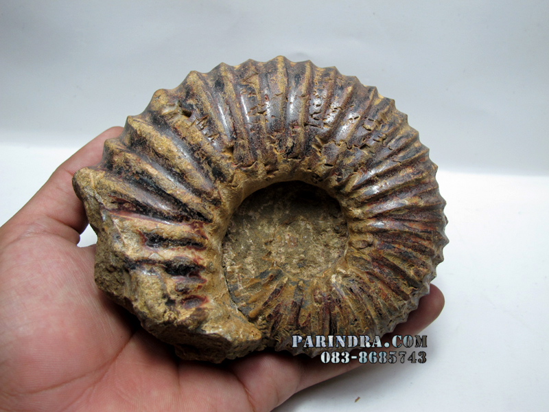 ฟอสซิลหอย Ammonite (CRETACEOUS MANTELLICERAS) พร้อมขาตั้งโชว์