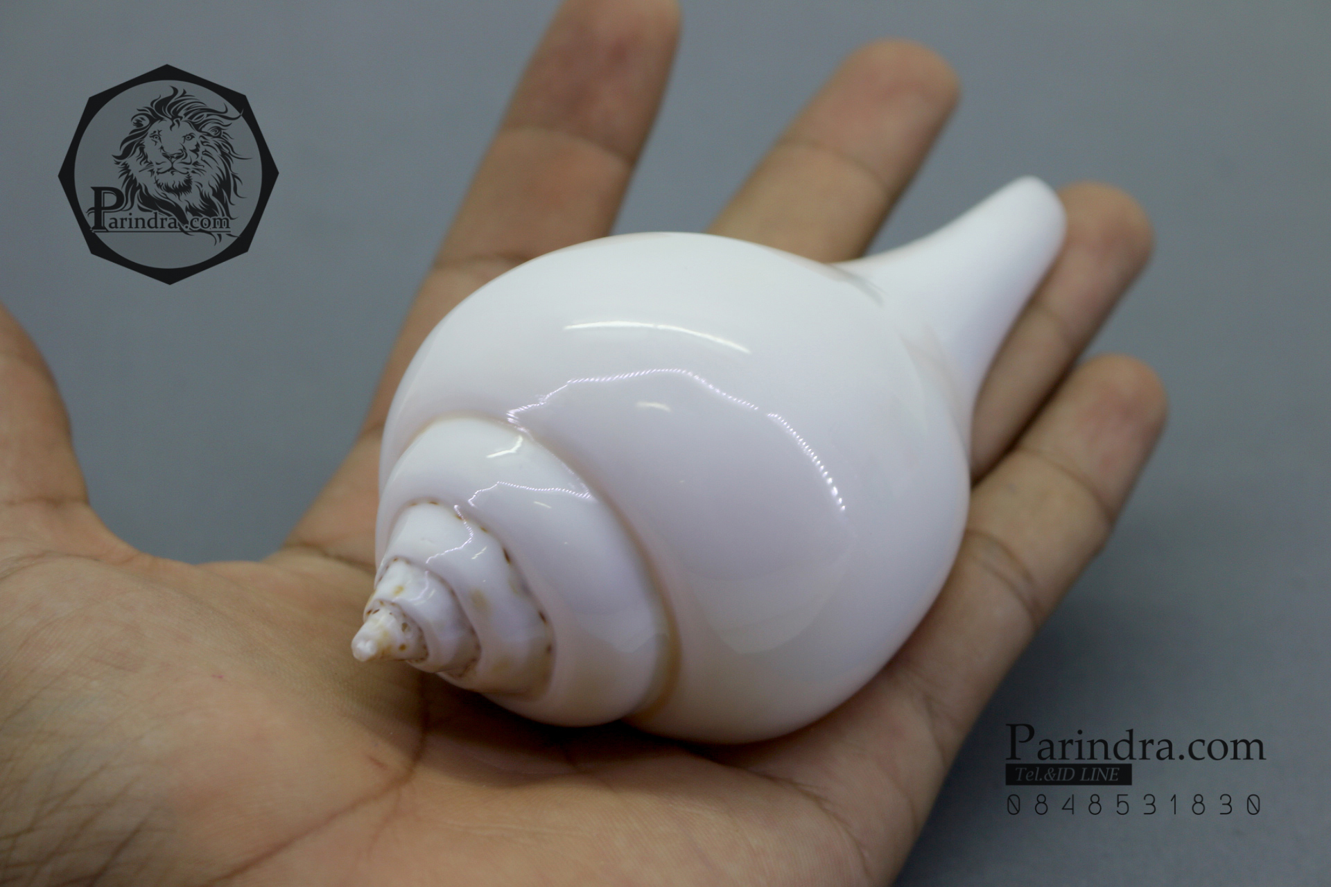 ขายหอยสังข์อินเดีย หอยสังข์เป่า หอยสังข์รดน้ำ (Turbinella pyrum) ขนาด 4.5 นิ้ว #TUP000