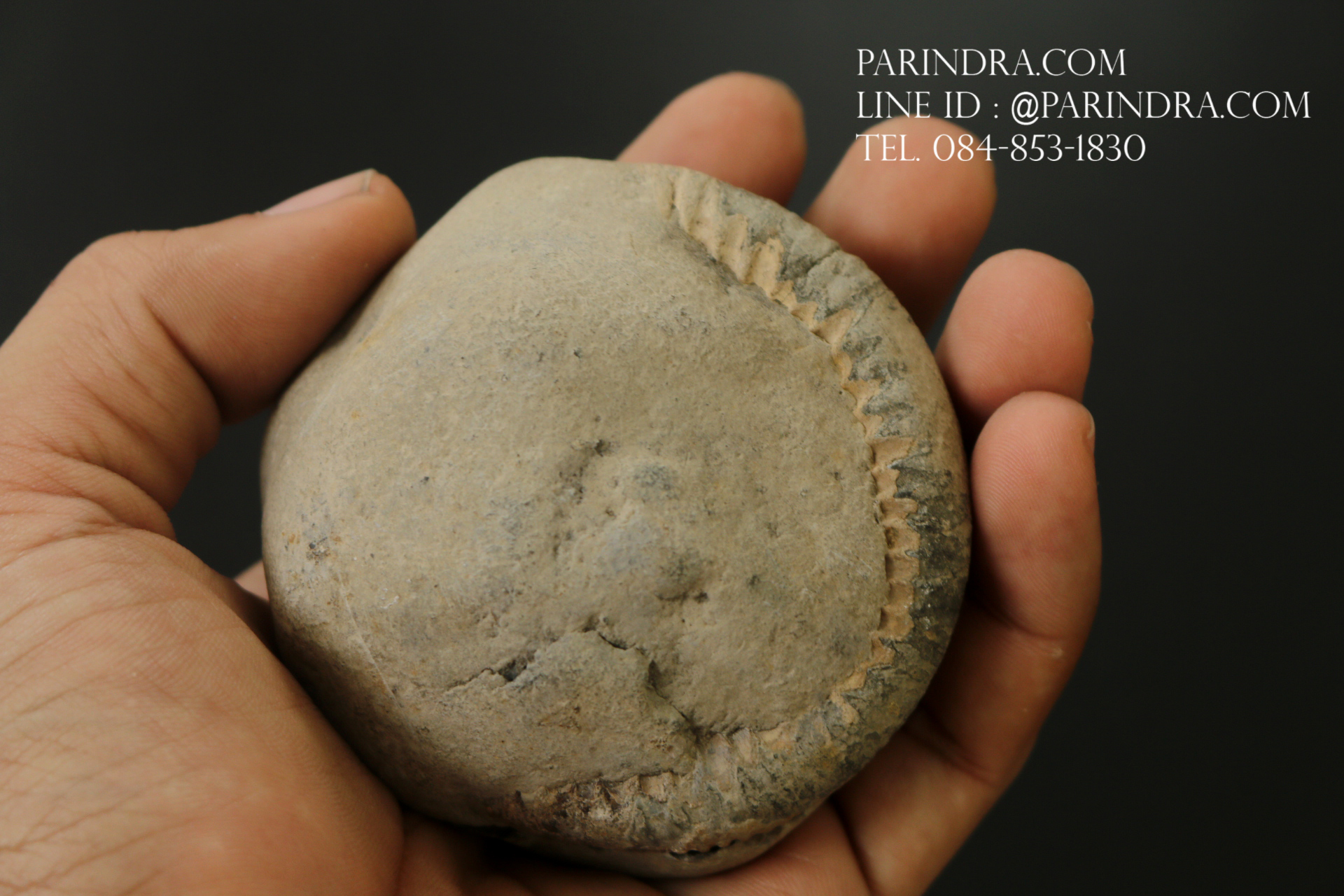 ฟอสซิล แอมโมไนต์ Ammonite Dactylioceras commune Whitby UK #AM039