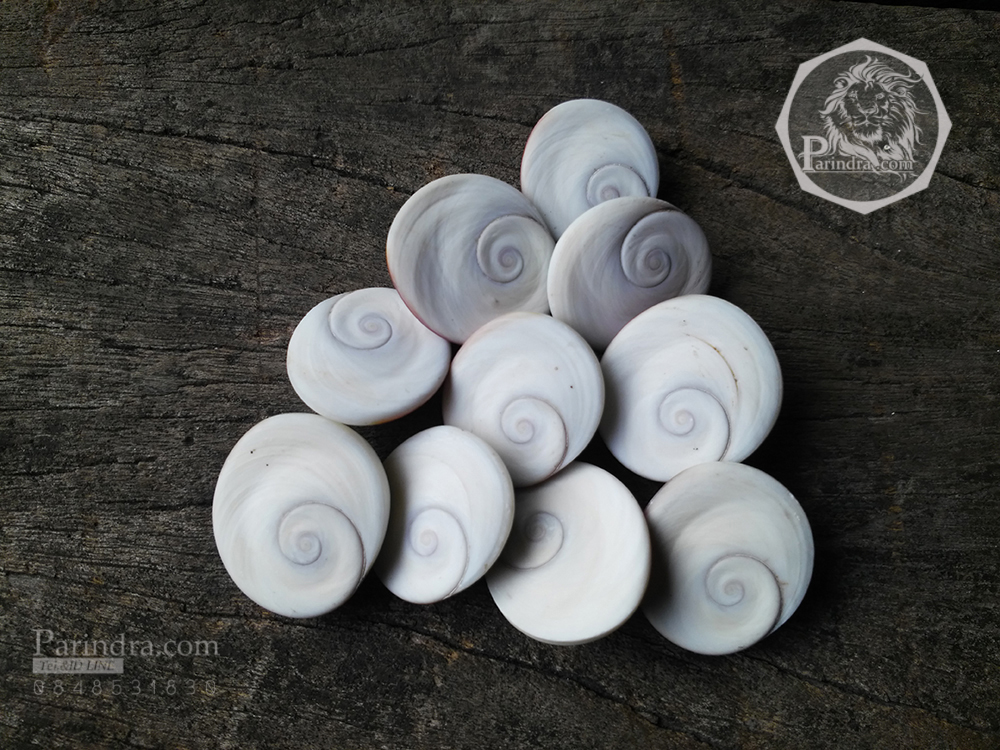 ฝาปิดหอยตาวัว (อิ่งอ้อย) ขัดขาว ขนาดเล็ก