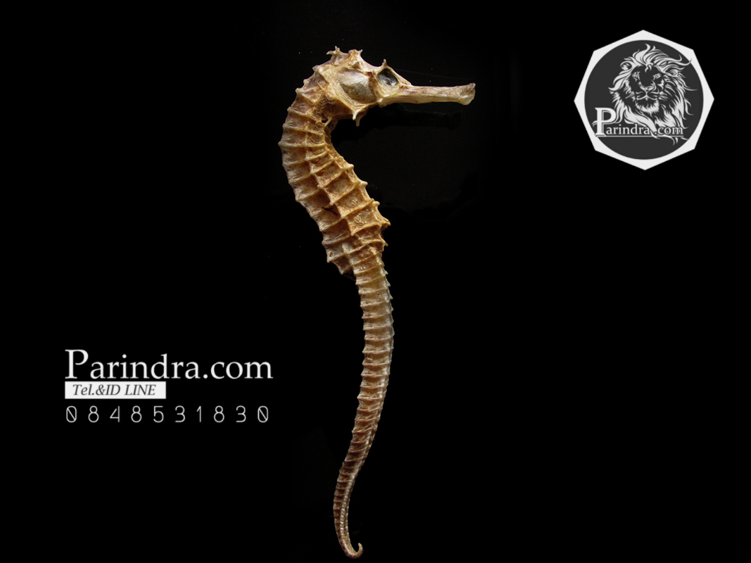 ม้าน้ำตากแห้ง สำหรับเป็นของที่ระลึกหรือพวงกุญแจ 028