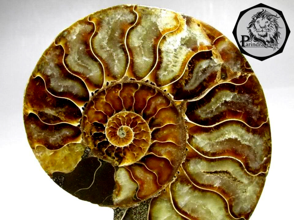 ฟอสซิลหอย Ammonite (Cleoniceras besairiei) ผ่าซีกเห็นเนื้อแร่ - จาก Madagascar #AM009