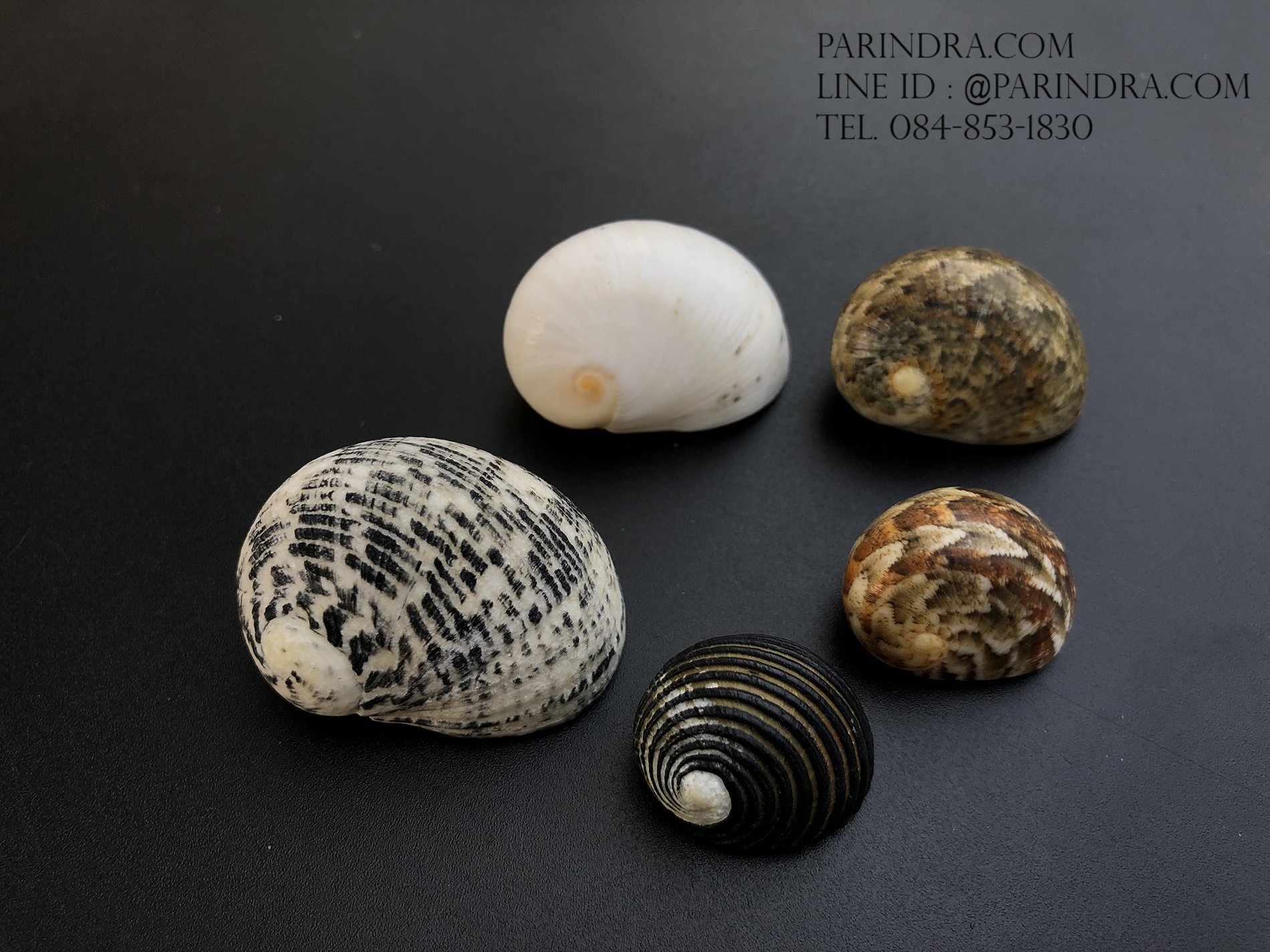 เซ็ตเปลือกหอยน้ำพริก หอยนกหวีด Nerita sp. เป่ามีเสียง สีสวย Set 1