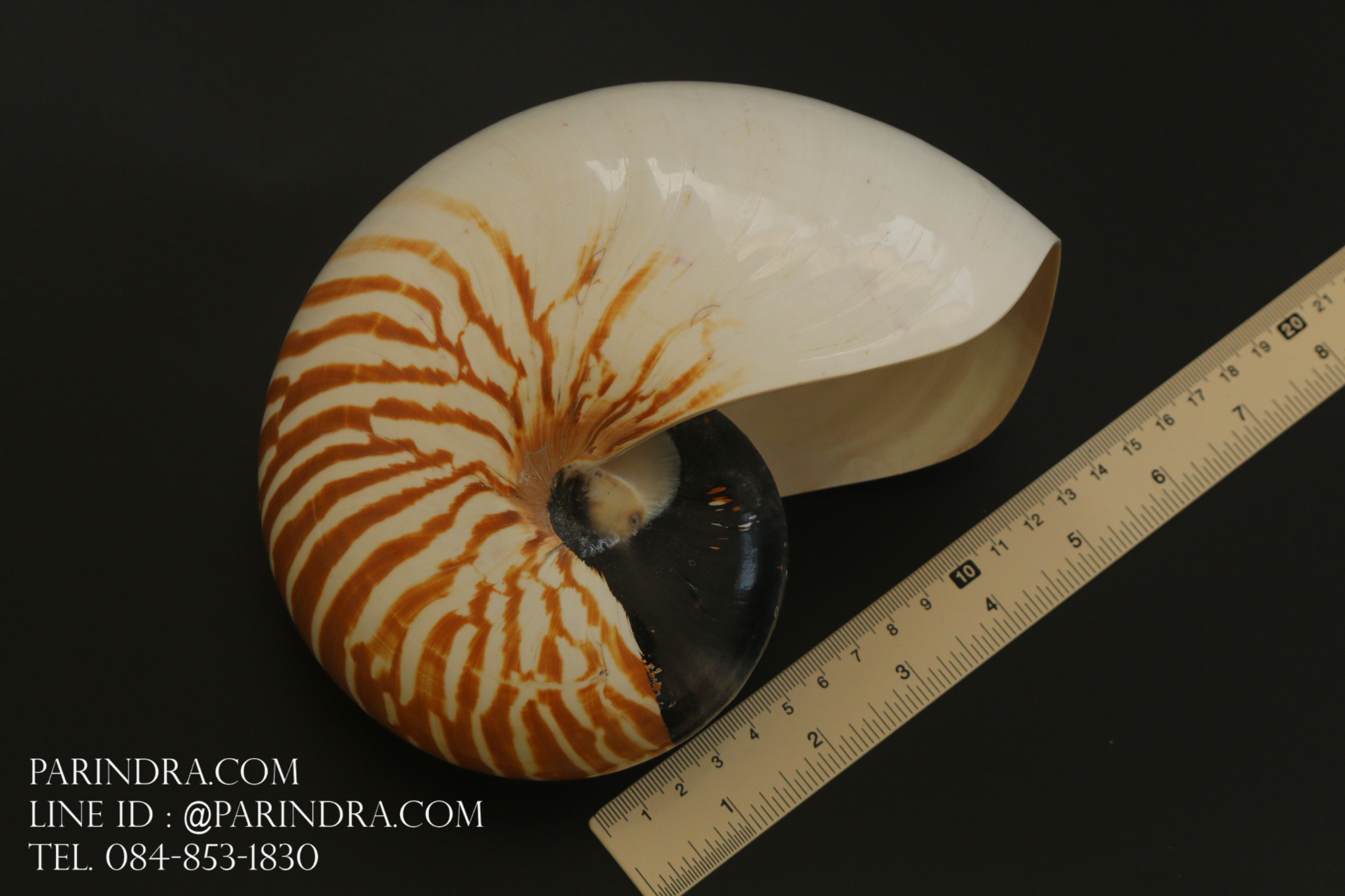 เปลือกหอยงวงช้าง นอติลุส Nautilus pompilus ขนาด 7 นิ้ว #001