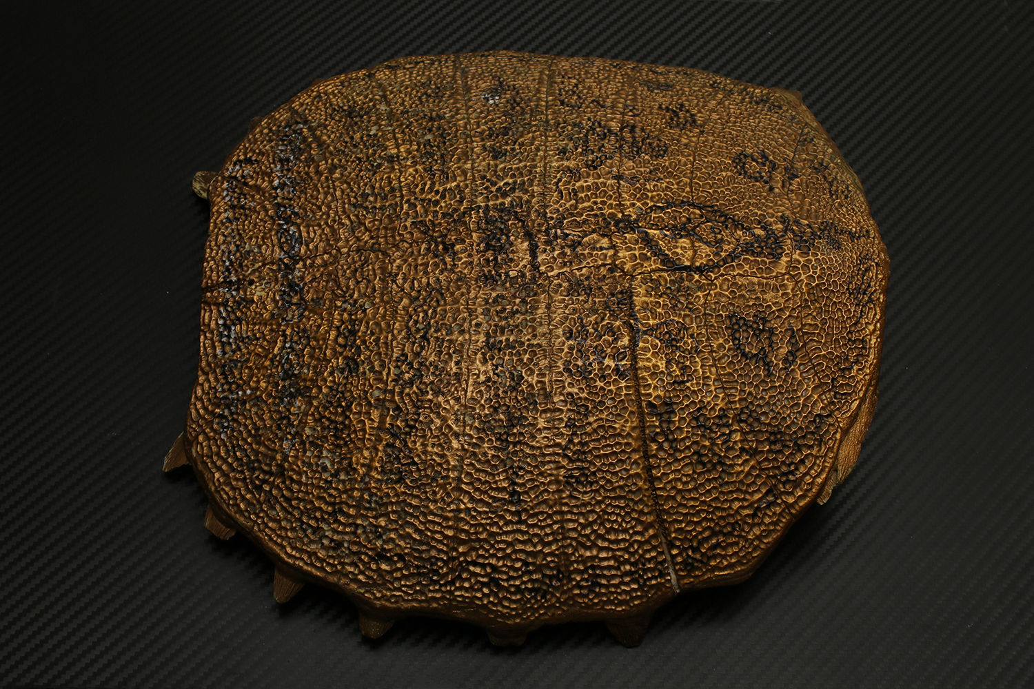 กระดองตะพาบ ขนาดใหญ่ ทาทับสีทอง ลวดลายจานอักขระ