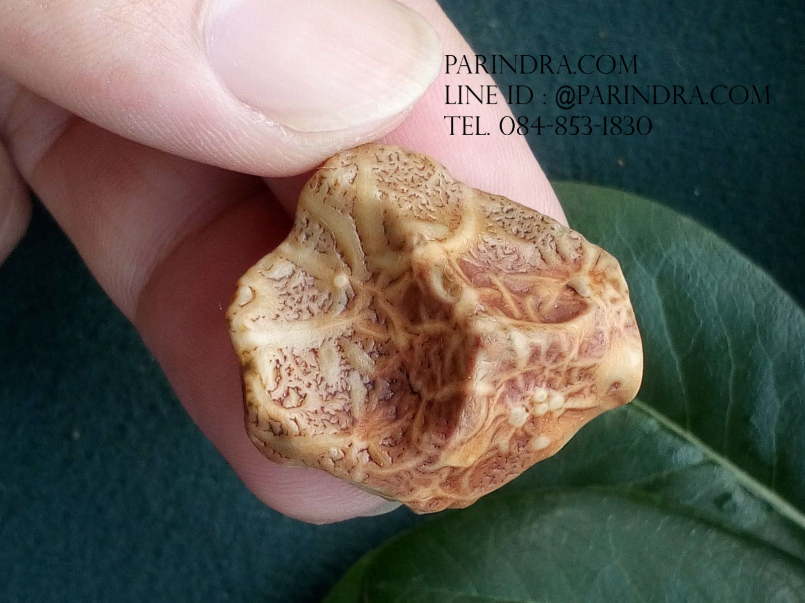 หินรูปทรงประหลาดจากทะเลทรายโกบี GOBI Fish Roe Stone #GOBI008