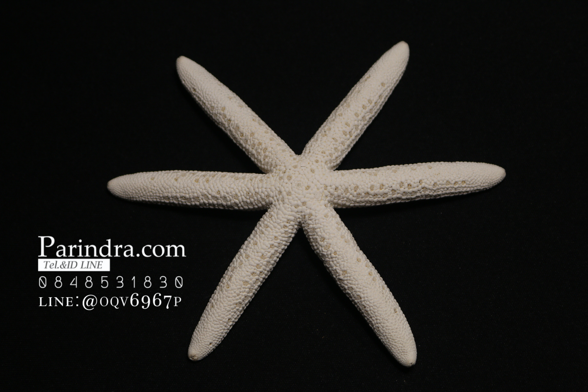 ปลาดาวแปลก มี 6 ขา หายากมาก ขนาด 4 นิ้ว สวยคัดพิเศษ RSF #006