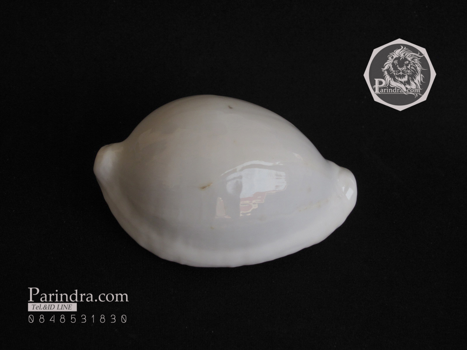 ขายเปลือกหอยเบี้ยไข่ หอยไข่ หอยเบี้ยไข่ หอยเบี้ยแม่ชี Eeg Cowry (Ovula ovum) ขนาดประมาณ 70 มม.