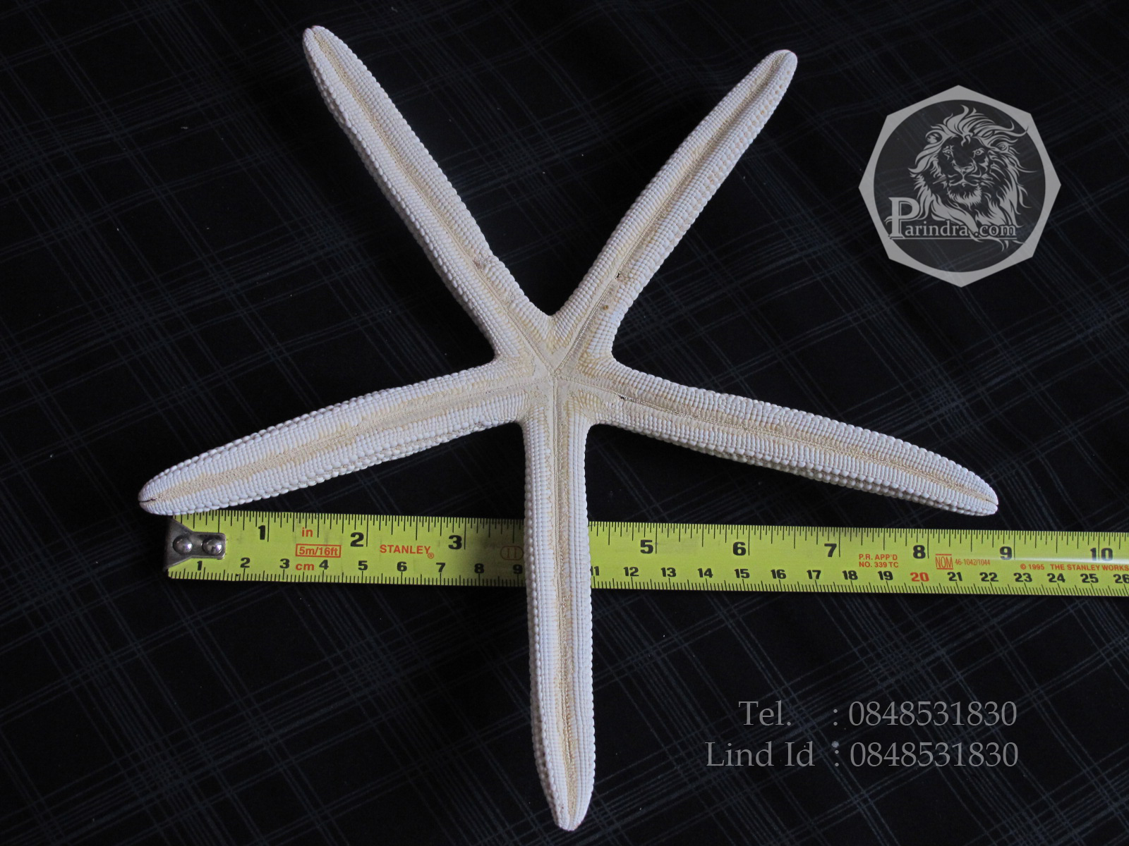 ปลาดาวขนาดยักษ์ ขนาด 8 นิ้ว สวยคัดพิเศษ