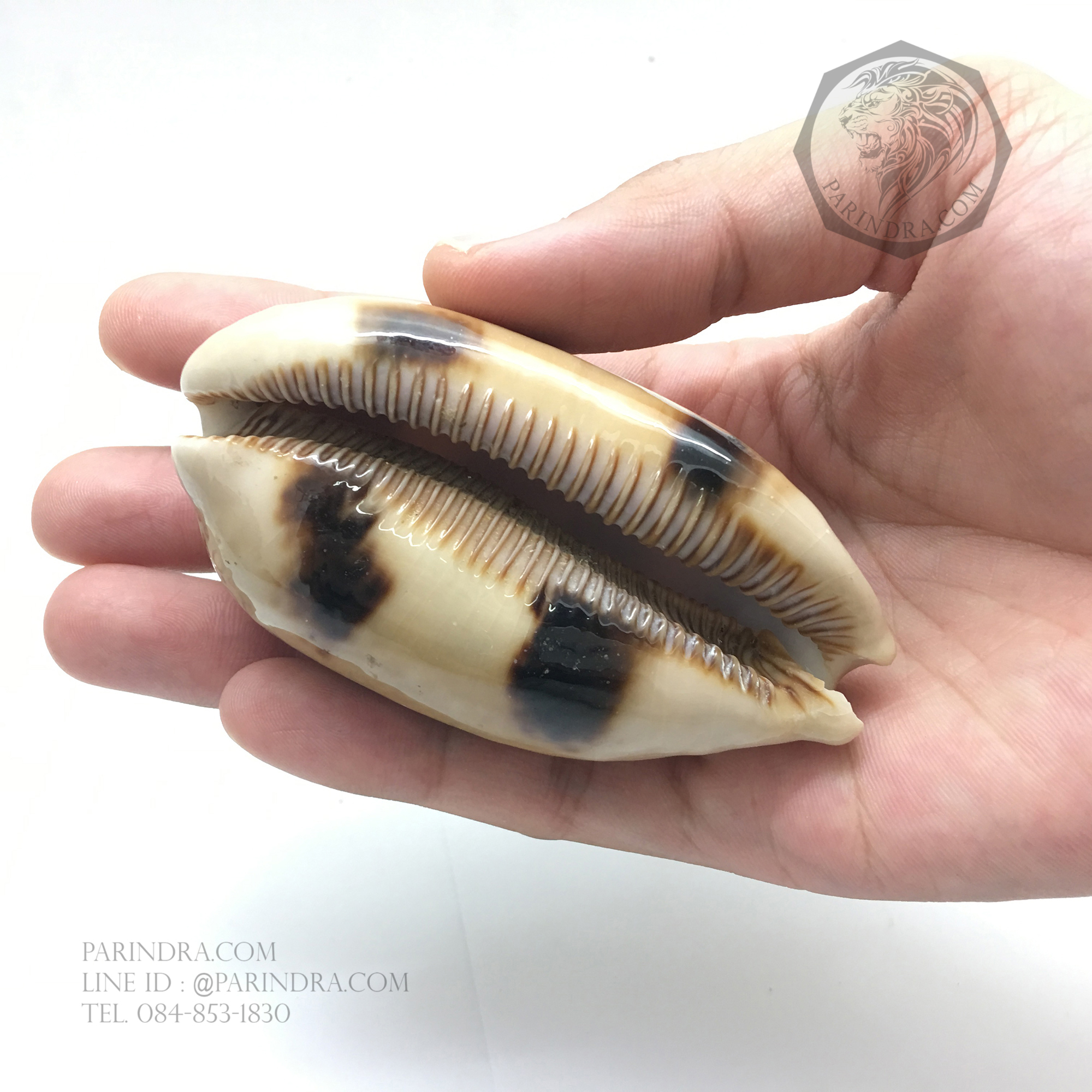 เปลือกหอยเบี้ยพันตา EYED COWRIE #Cypraea argus ขนาด 3.2 นิ้ว หายาก #CAG001