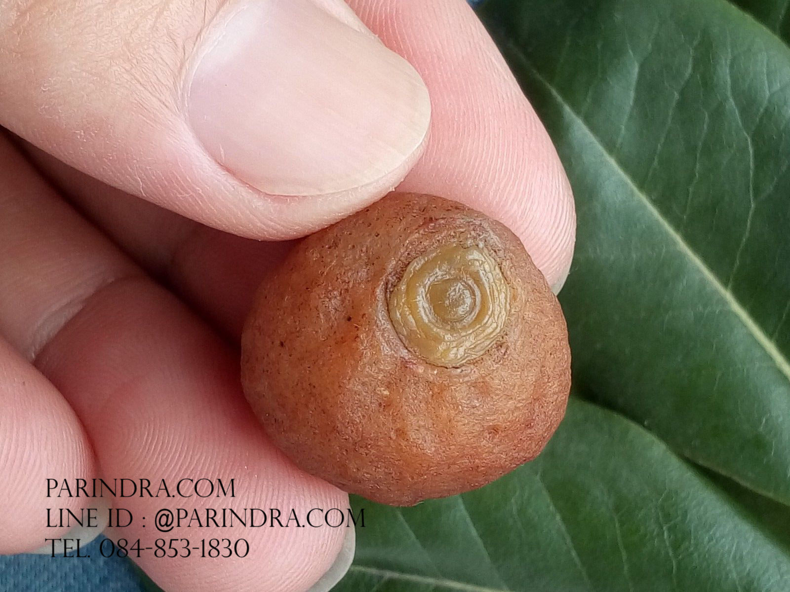 หินรูปทรงประหลาดจากทะเลทรายโกบี GOBI Eye Stone #GOBI006