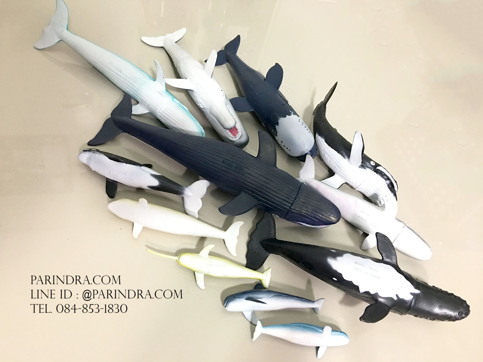 โมเดลสัตว์ทะเล ชุด Ocean World กลุ่ม วาฬ หลากหลายสายพันธุ์