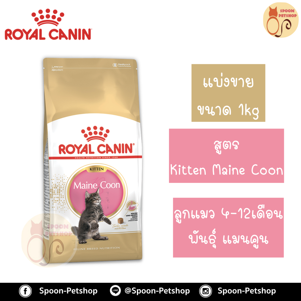 Royal Canin อาหารแมว โรยัล คานิน Kitten Mainecoon 36 แบ่งขาย 1กิโล ใส่ถุง ซิปล็อค สำหรับ ลูกแมว สายพันธุ์แมนคูน