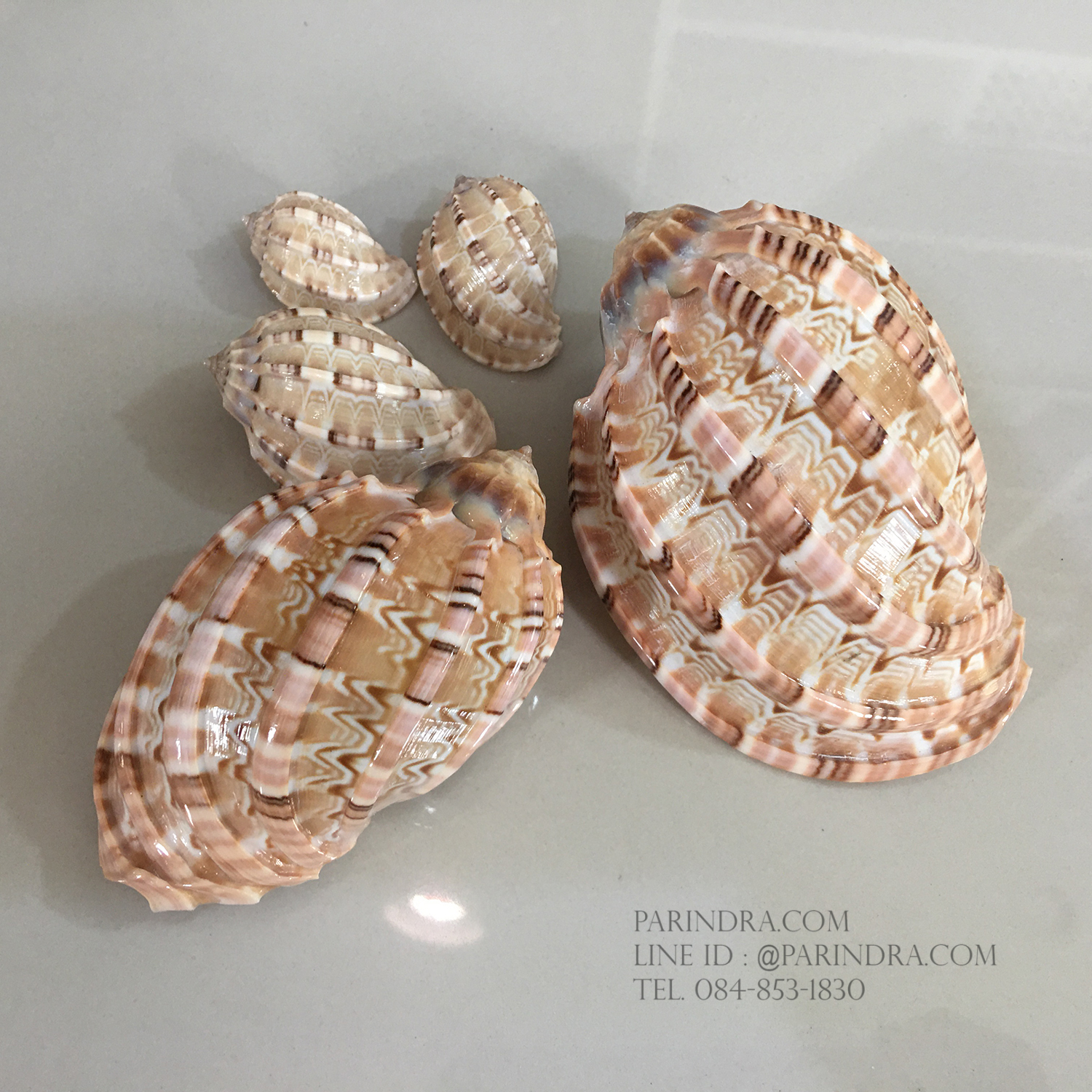 เปลือกหอยมะเฟือง #Harpa articularis จัดเซ็ต 1