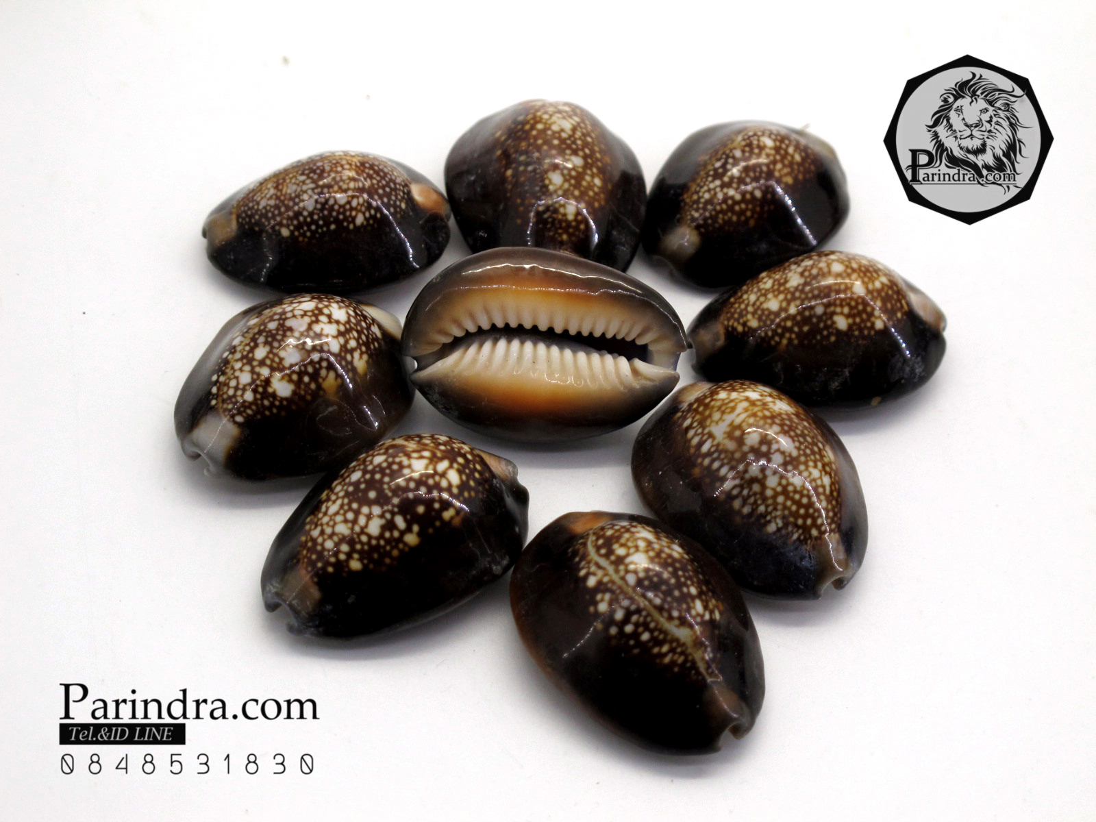 ขายเปลือกหอยเบี้ย หอยเบี้ยแก้ ขนาด 1.3 นิ้ว Monetaria caputserpentis
