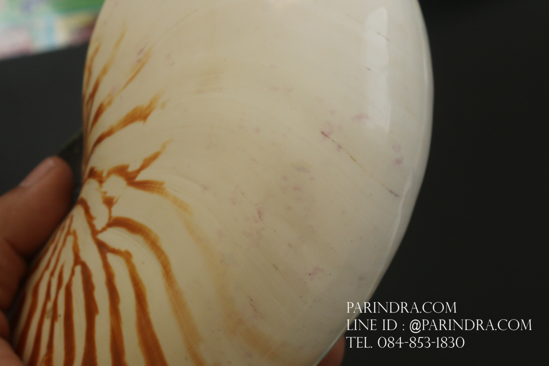 เปลือกหอยงวงช้าง นอติลุส Nautilus pompilus ขนาด 7 นิ้ว #001