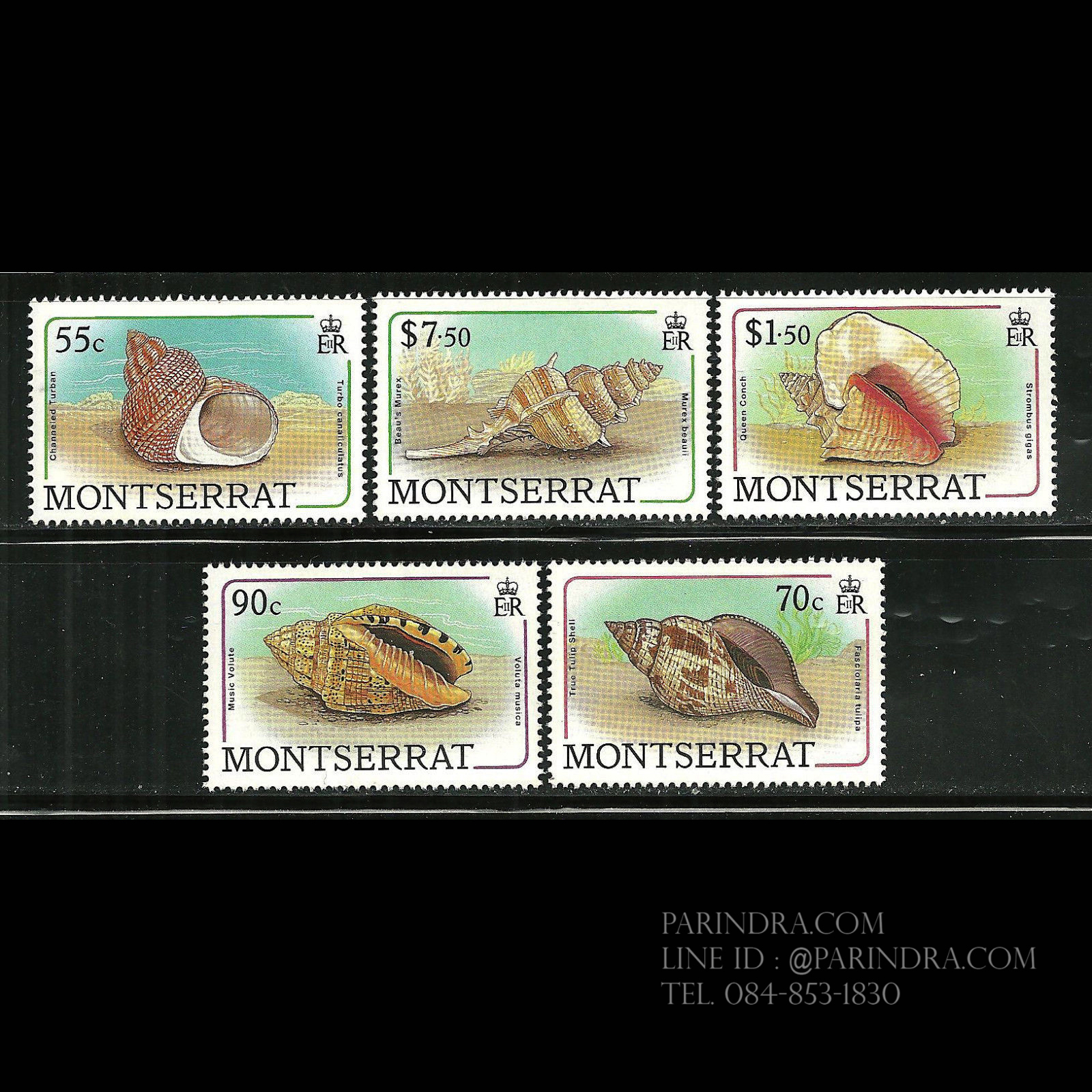 แสตมป์มอนต์เซอร์รัต ชุด SEA SHELLS หอยสวยงาม ปี 1988 - MONTSERRAT