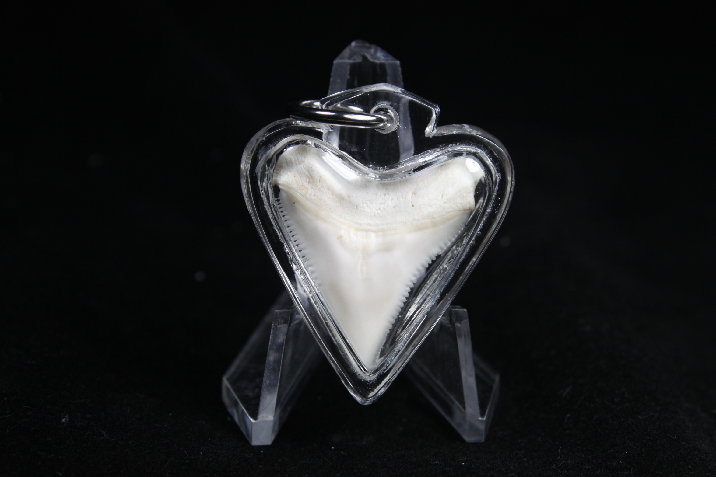 ซี่ฟันปลาฉลามขาวแท้ 100% ในกรอบพลาสติกกันน้ำพร้อมห้อยคอ