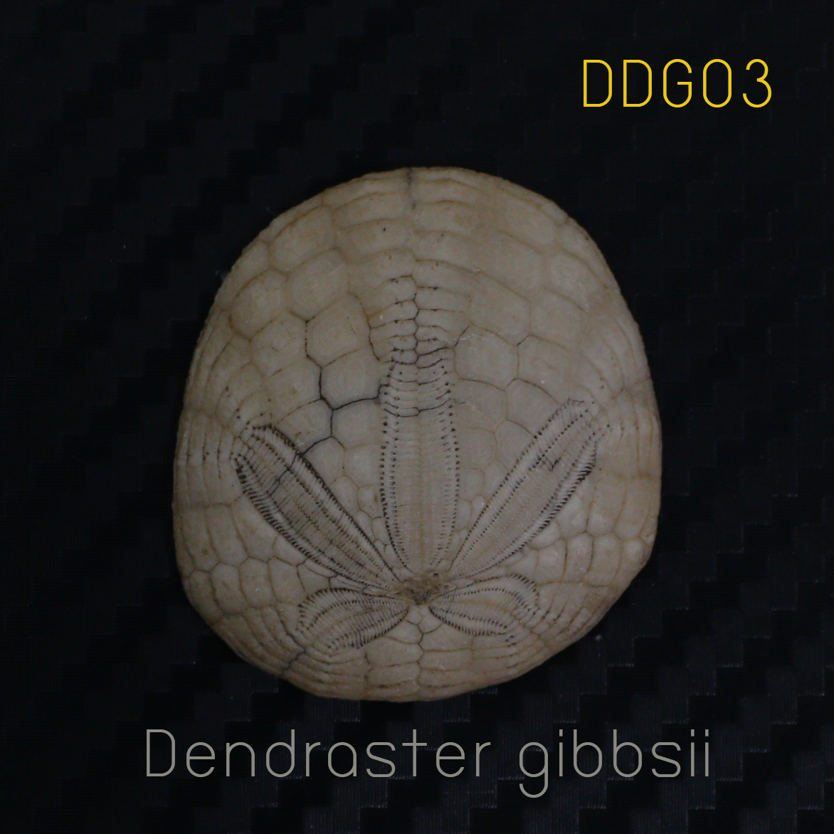 ฟอสซิลเม่นทะเล SAND DOLLAR (Dendraster gibbsii) หายาก #DDG03