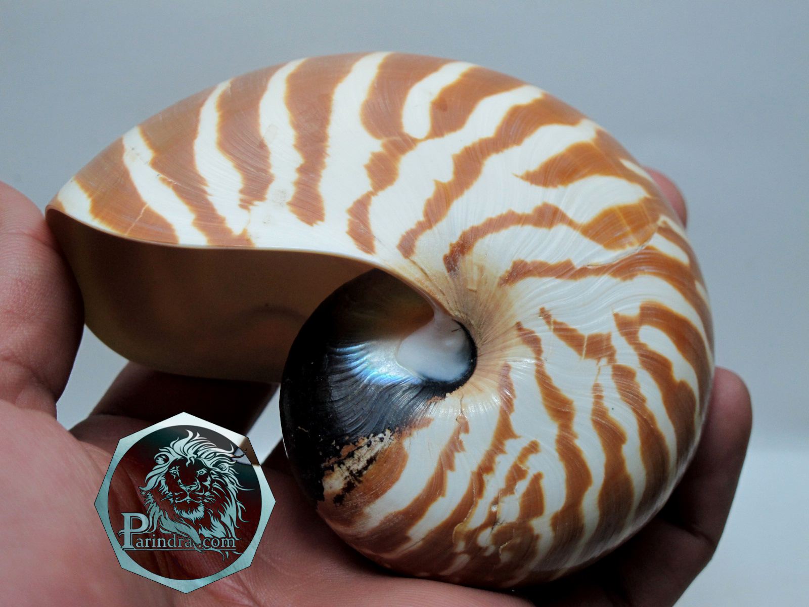 ขายเปลือกหอย นอติลุส งวงช้าง ขนาดเล็ก ผิวธรรมชาติยังไม่ขัด คัดสวย