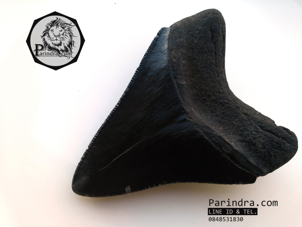 ฟันฉลามยักษ์เมกกาโลดอน Megalodon จาก South Carolina USA ขนาด 2 7/8 นิ้ว #MGT003