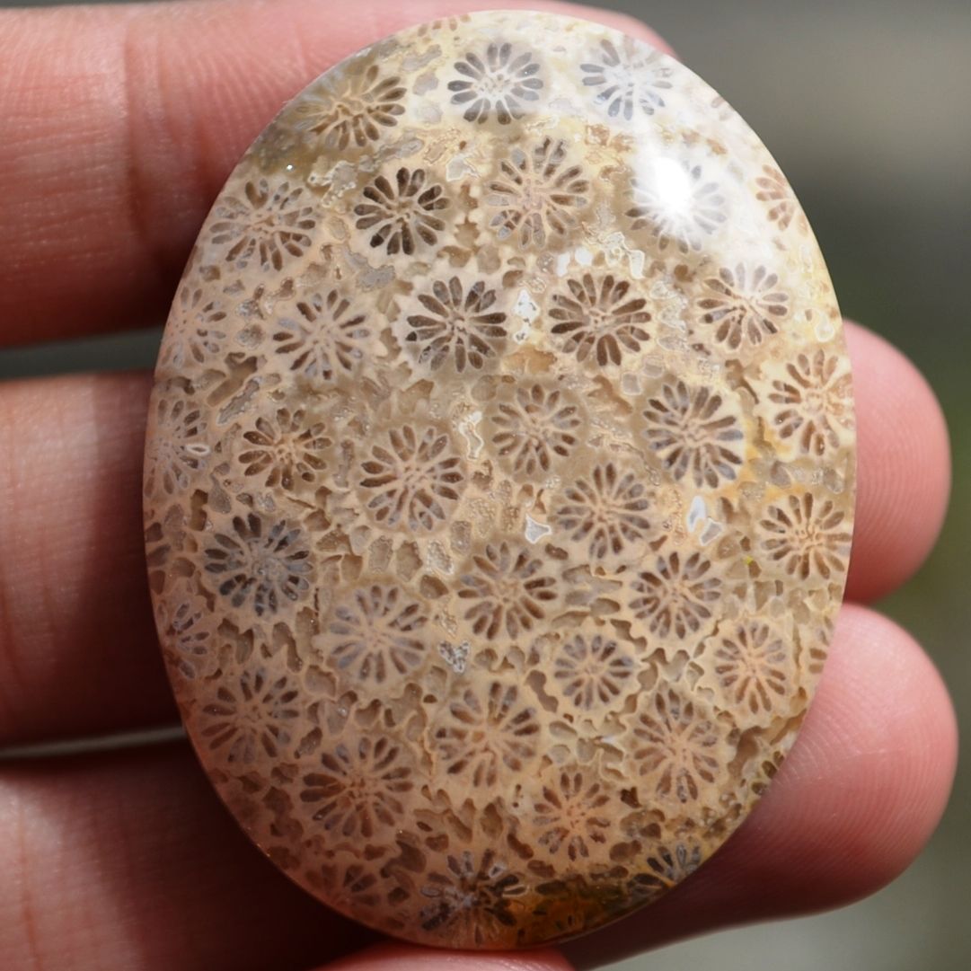 ฟอสซิลหินปะการังขัด Fossil Coral ใหญ่และหนา สำหรับห้อยคอ หรือ พวงกุญแจ คัดสวยพิเศษ #CRF027
