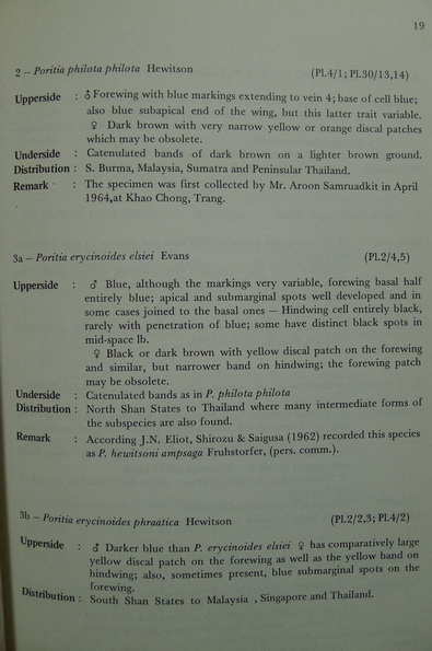 Butterflies in Thailand Volume 4