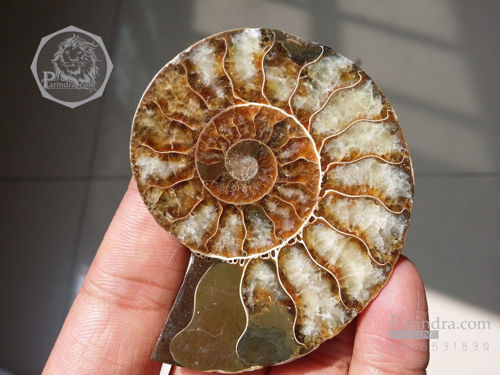 ฟอสซิลหอย Ammonite (Cleoniceras besairiei) ผ่าซีกเห็นเนื้อแร่ - จาก Madagascar #AM031