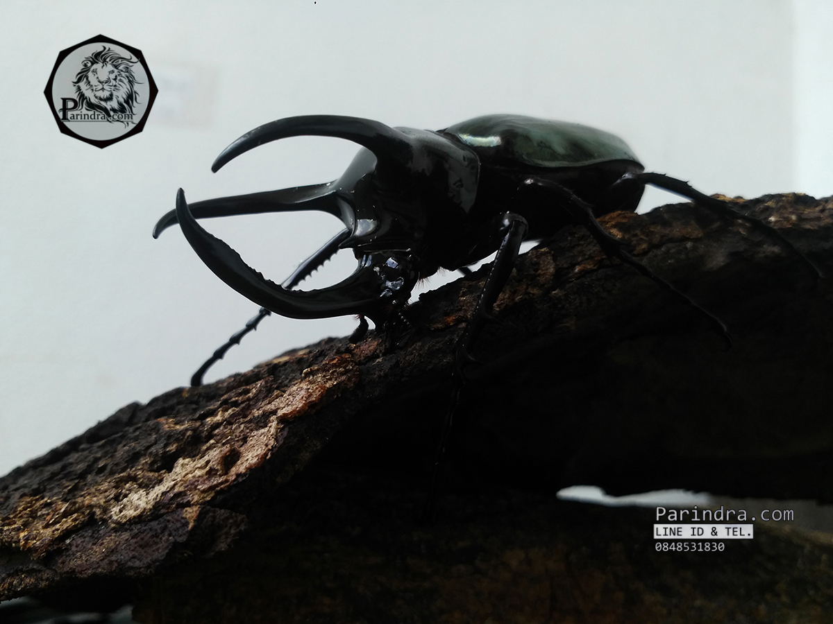 ด้วงกว่างตัวเต็มวัย Chalcosoma atlas (WD) ตัวป่าพม่าขนาด 85 mm.