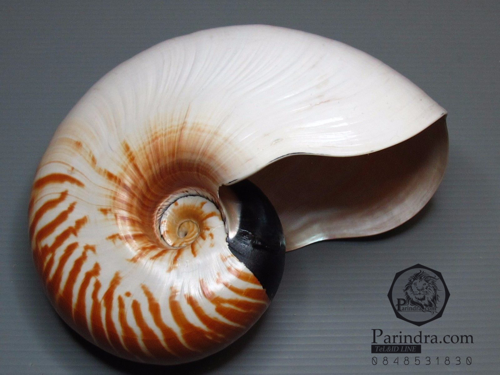 ขายเปลือกหอยงวงช้าง นอติลุส Nautilus Allonautilus scrobiculatus ขนาด 5.9 นิ้ว (หายากที่สุด)