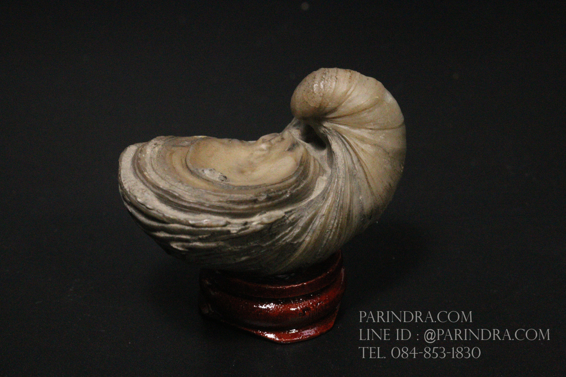 ฟอสซิลหอยนางรมโบราณ ชนิด Gryphaea arcuata จาก England #GRY001