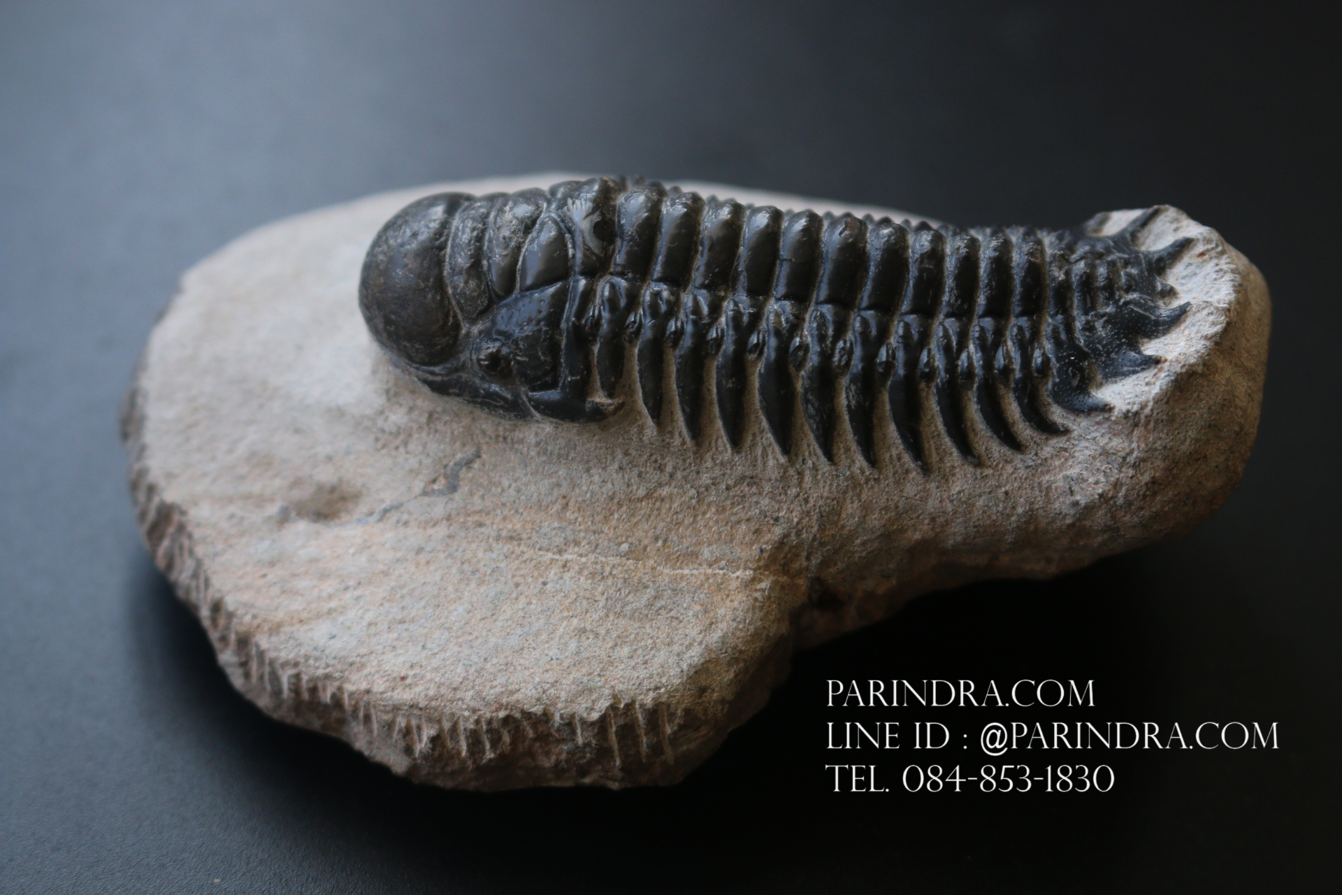 ฟอสซิล Trilobite Crotalocephalus gibbus, Morocco #TLB008